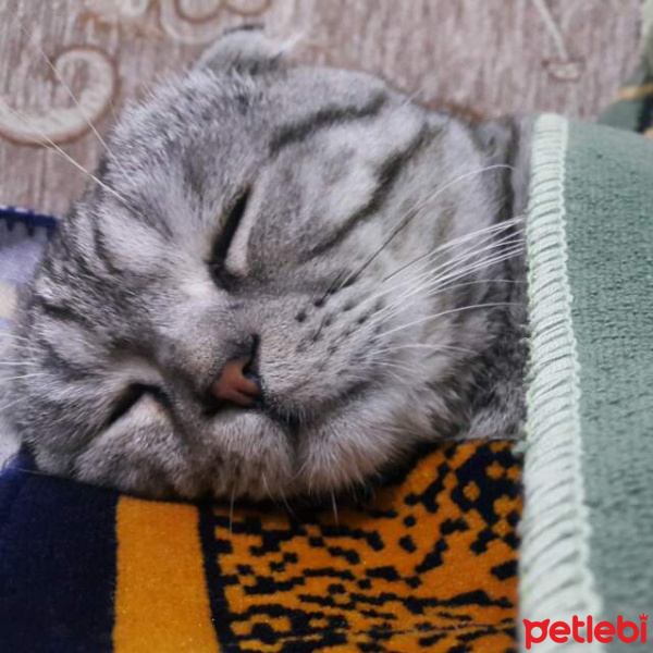 Scottish Fold, Kedi  Bulut fotoğrafı