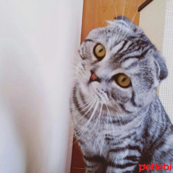 Scottish Fold, Kedi  Bulut fotoğrafı