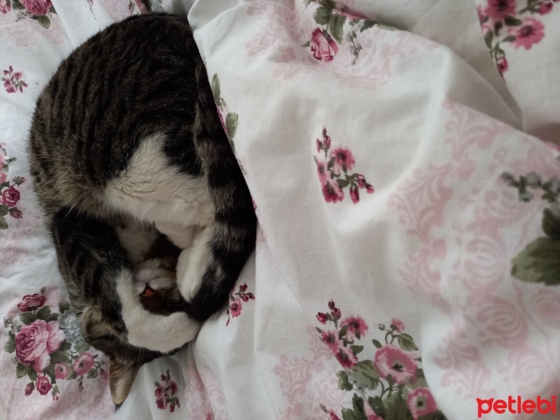 Tekir Kedi, Kedi  Bıdık fotoğrafı