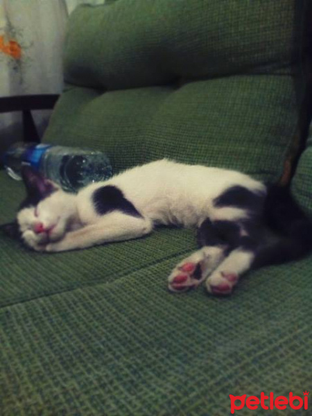 Tekir Kedi, Kedi  Şans fotoğrafı