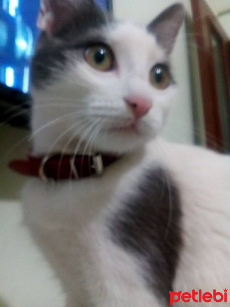 Tekir Kedi, Kedi  Şans fotoğrafı