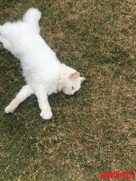 Van Kedisi, Kedi  Pamuk fotoğrafı