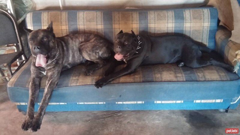 Cane Corso Italiano, Köpek  helen fotoğrafı