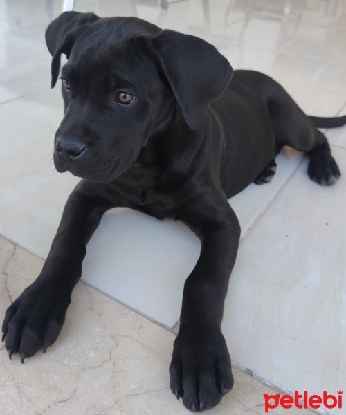 Cane Corso Italiano, Köpek  Gölge fotoğrafı
