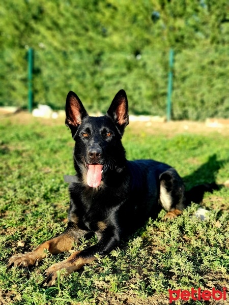 Alman Çoban Köpeği, Köpek  Pars fotoğrafı