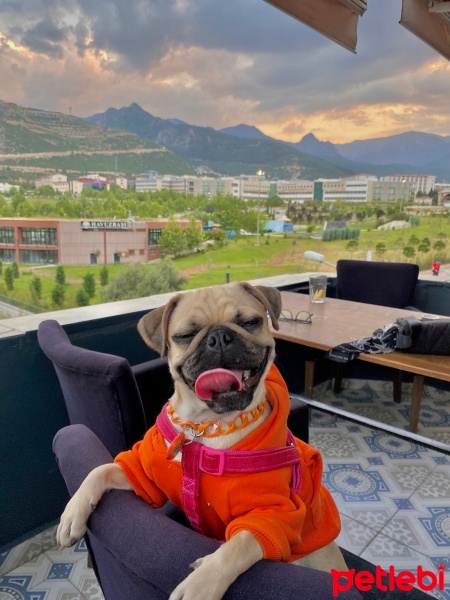 Pug, Köpek  Lila fotoğrafı