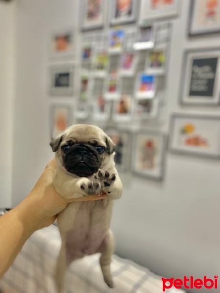 Pug, Köpek  Lila fotoğrafı