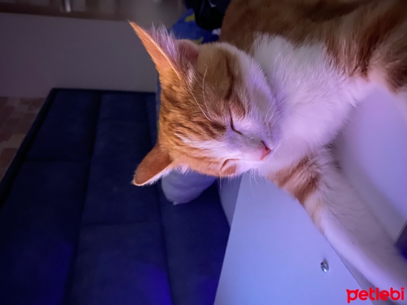 Tekir Kedi, Kedi  PAMUK fotoğrafı