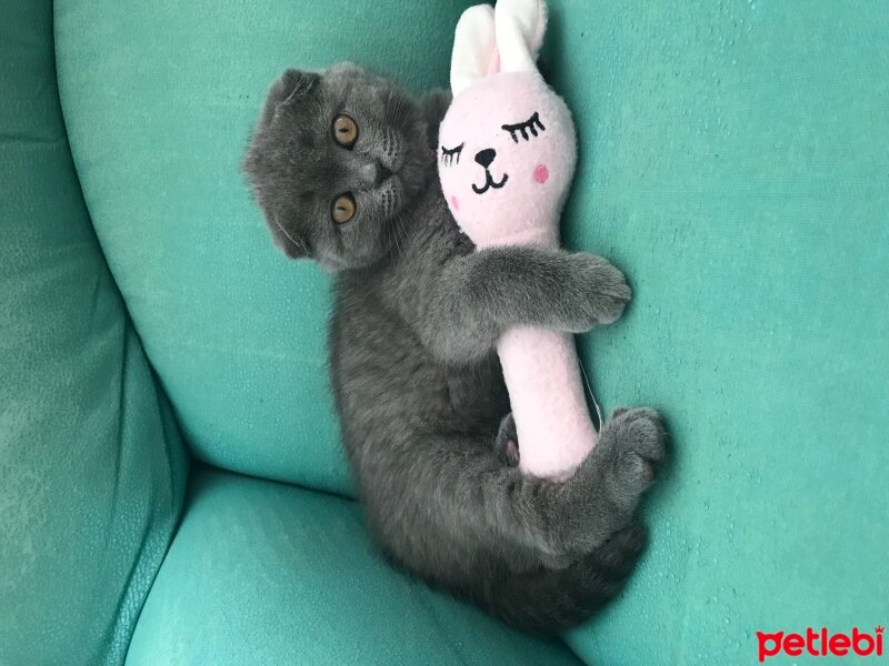 Scottish Fold, Kedi  MİSHA fotoğrafı