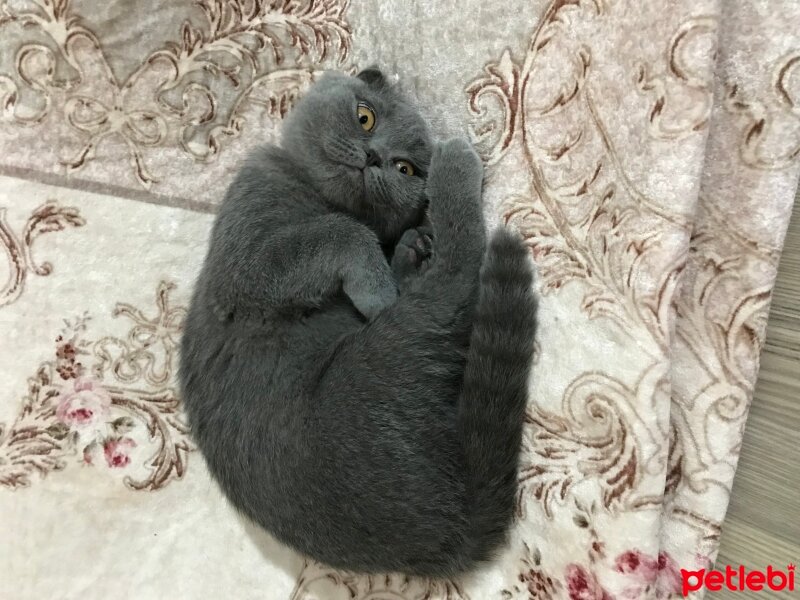 Scottish Fold, Kedi  MİSHA fotoğrafı