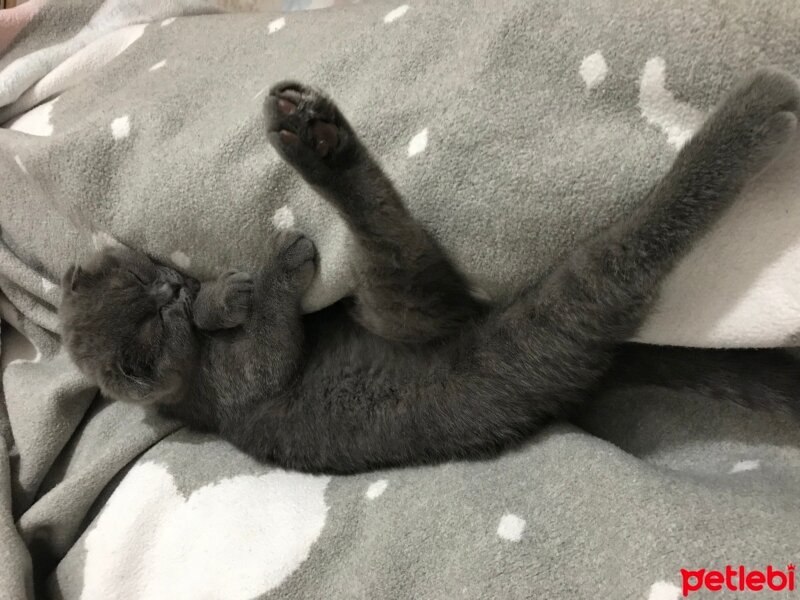 Scottish Fold, Kedi  MİSHA fotoğrafı