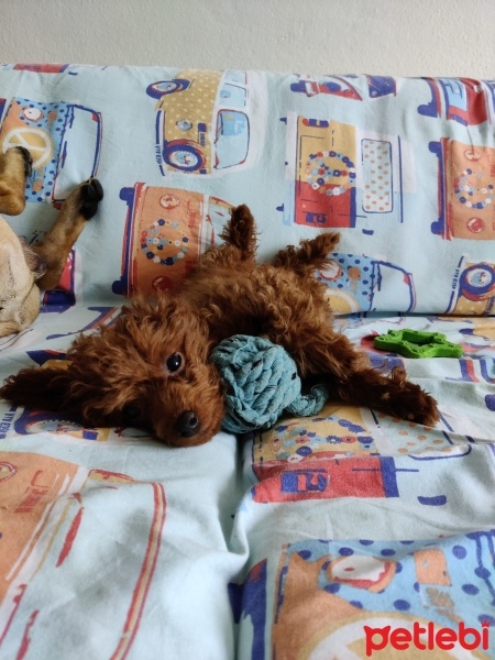 Poodle (Minyatür Kaniş), Köpek  Mabel fotoğrafı