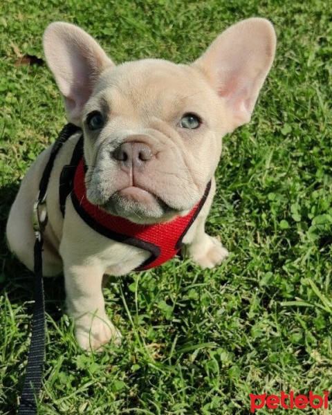 Fransız Bulldog, Köpek  Sonya fotoğrafı