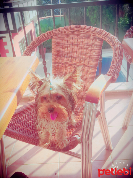 Yorkshire Terrier, Köpek  Zeytin fotoğrafı