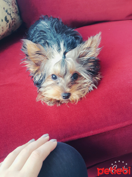 Yorkshire Terrier, Köpek  Zeytin fotoğrafı