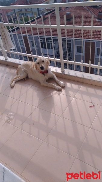 Golden Retriever, Köpek  Athena fotoğrafı