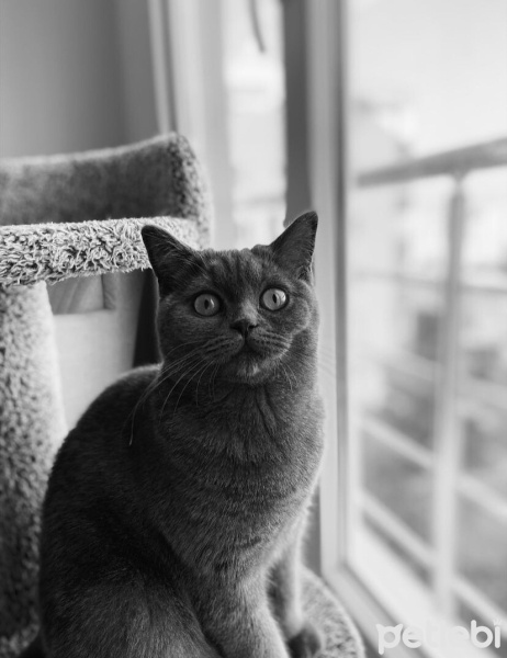 British Shorthair, Kedi  Bihter fotoğrafı