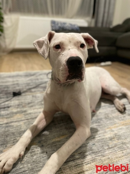 Dogo Arjantin, Köpek  Ceku fotoğrafı
