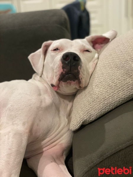 Dogo Arjantin, Köpek  Ceku fotoğrafı