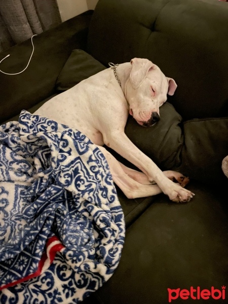 Dogo Arjantin, Köpek  Ceku fotoğrafı