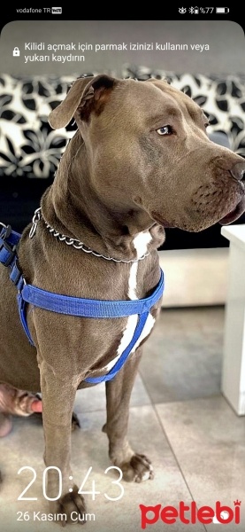 Amerikan Staffordshire Terrier, Köpek  Efe fotoğrafı