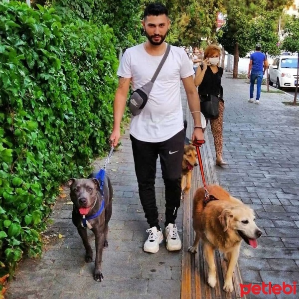 Amerikan Staffordshire Terrier, Köpek  Myefe. 35 fotoğrafı