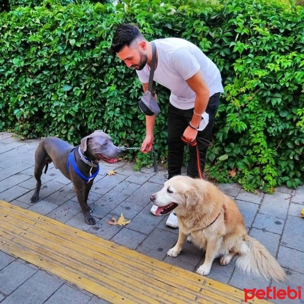 Amerikan Staffordshire Terrier, Köpek  Myefe. 35 fotoğrafı