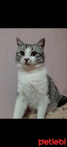 Tekir Kedi, Kedi  Mırmır fotoğrafı