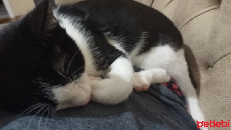 Tuxedo (Smokin) Kedi, Kedi  Köpük fotoğrafı