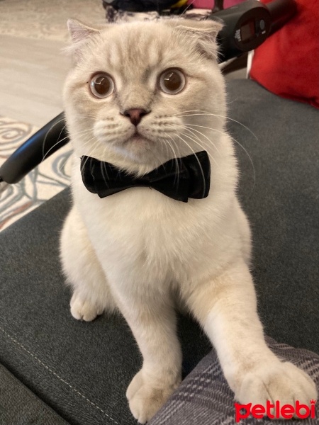 Scottish Fold, Kedi  Köpük fotoğrafı