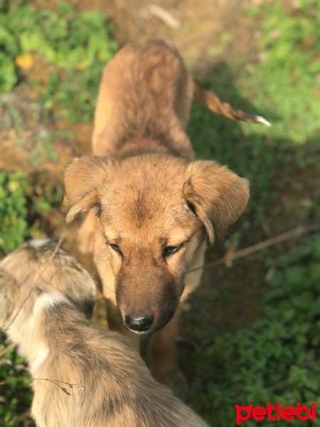 Sokö (Sokak Köpeği), Köpek  Tombik fotoğrafı