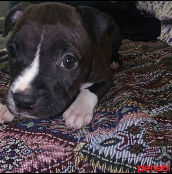 Amerikan Pitbull Terrier, Köpek  Eva fotoğrafı