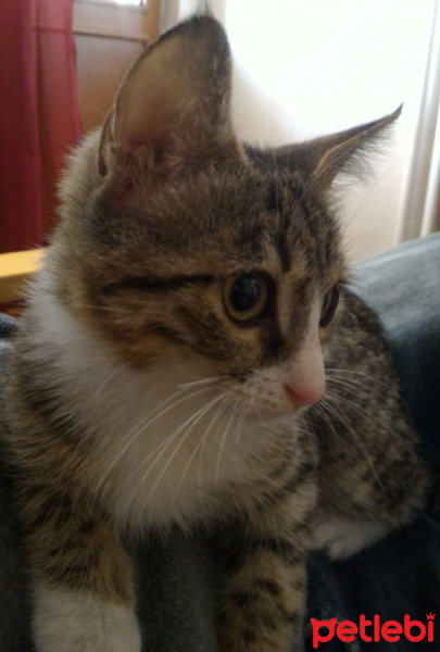 Tekir Kedi, Kedi  Darwin fotoğrafı