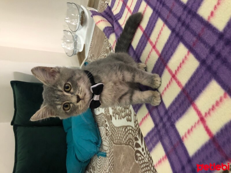 British Shorthair, Kedi  Çakıl fotoğrafı