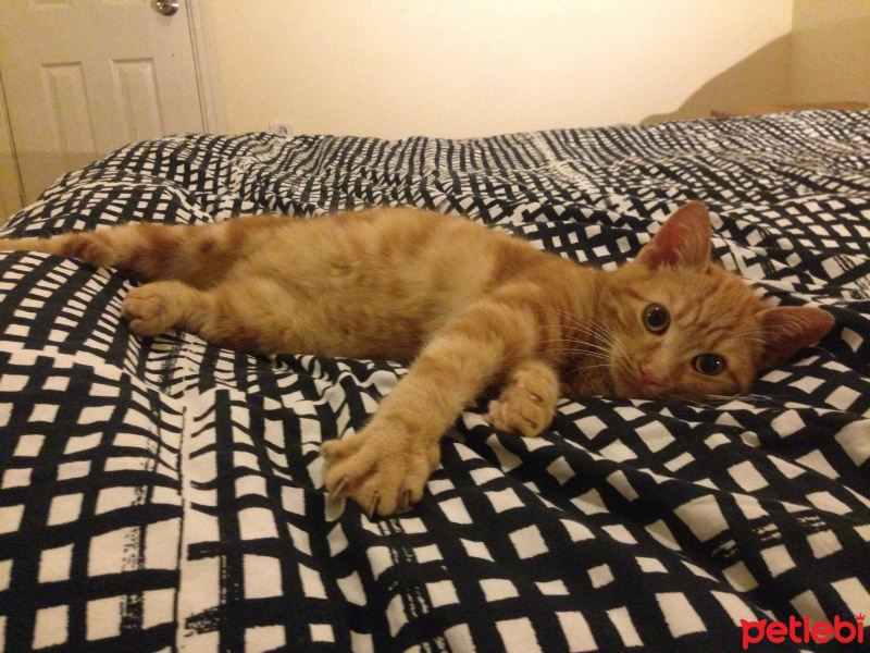 Tekir Kedi, Kedi  turunç fotoğrafı