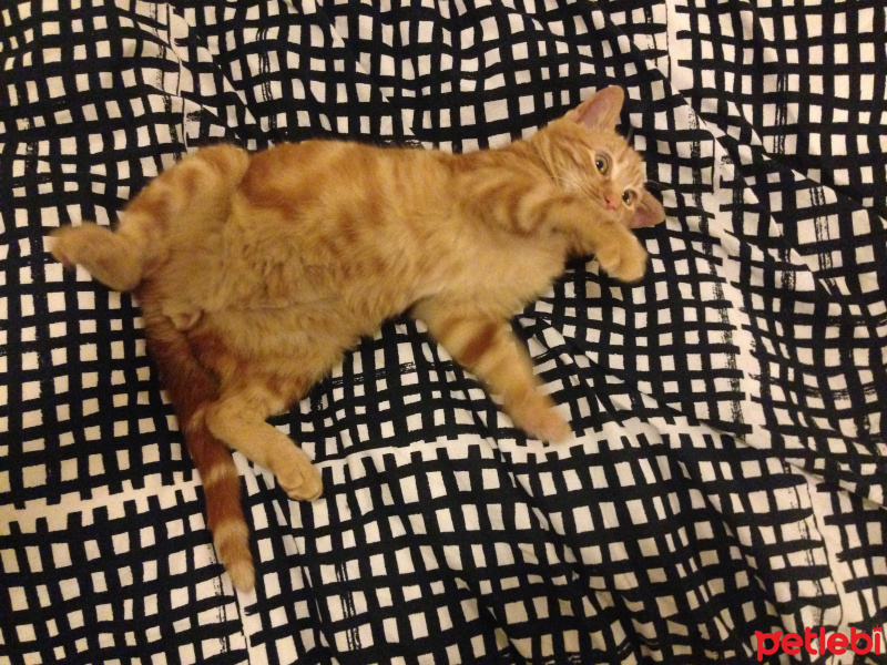 Tekir Kedi, Kedi  turunç fotoğrafı