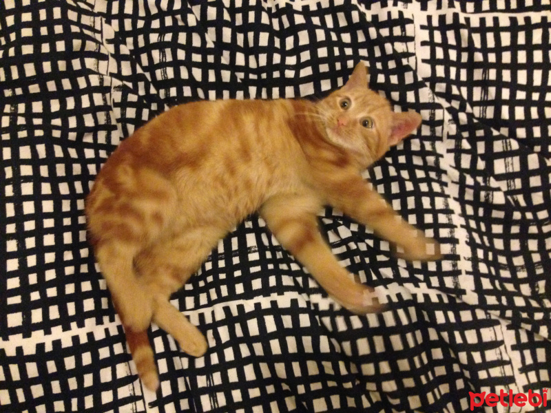 Tekir Kedi, Kedi  turunç fotoğrafı