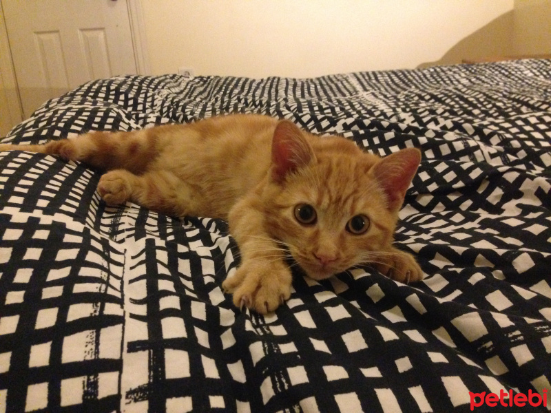 Tekir Kedi, Kedi  turunç fotoğrafı