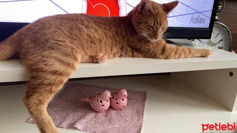 Tekir Kedi, Kedi  Boncuk fotoğrafı