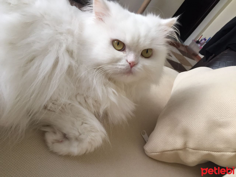 İran Kedisi (Persian), Kedi  Pamuk fotoğrafı