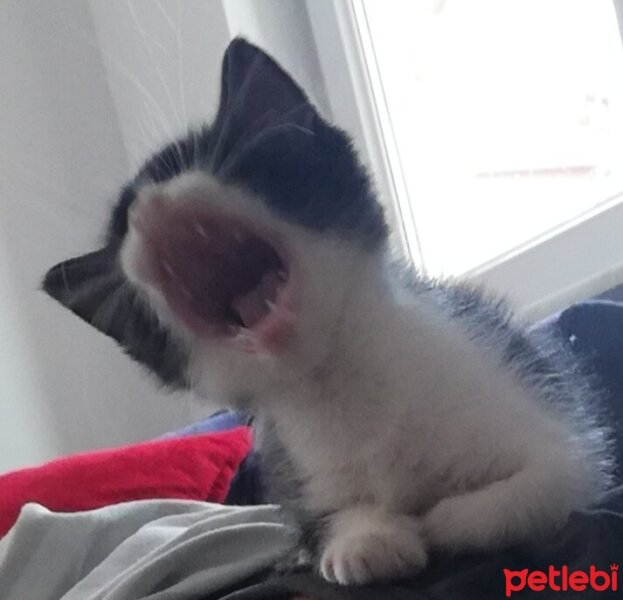 Tuxedo (Smokin) Kedi, Kedi  Karya fotoğrafı