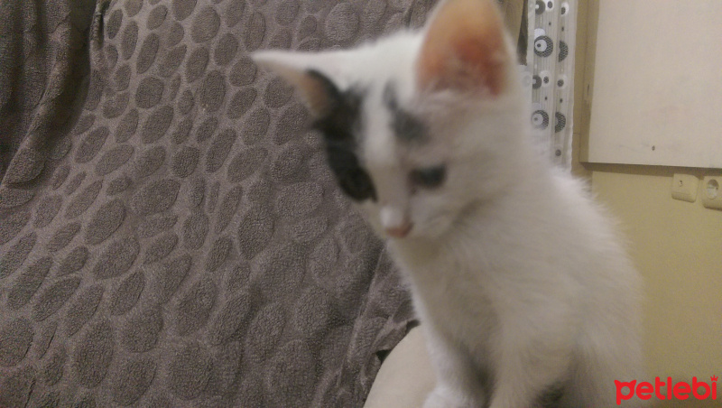 Tekir Kedi, Kedi  Korsan fotoğrafı