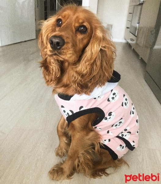 İngiliz Cocker Spaniel, Köpek  Ceku fotoğrafı
