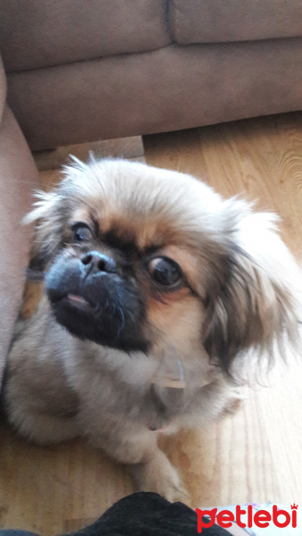 Pekingese, Köpek  cookie fotoğrafı