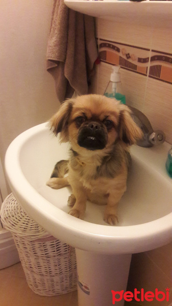 Pekingese, Köpek  cookie fotoğrafı