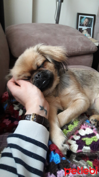 Pekingese, Köpek  cookie fotoğrafı