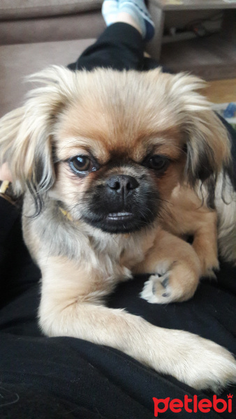 Pekingese, Köpek  cookie fotoğrafı