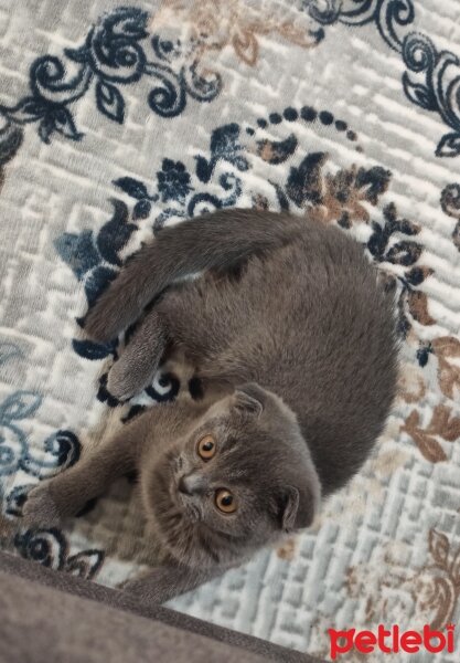 Scottish Fold, Kedi  MİA fotoğrafı