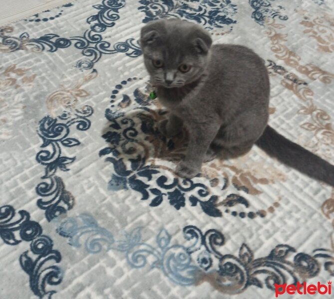 Scottish Fold, Kedi  MİA fotoğrafı