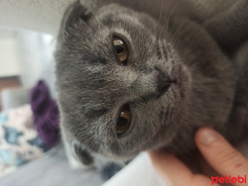 Scottish Fold, Kedi  MİA fotoğrafı